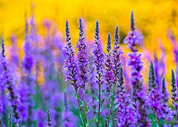 《赛博朋克2077：往日之影》PC截图 超速光追的秀场