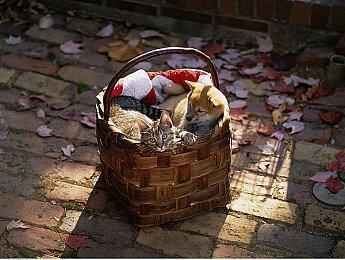 解谜动作《Gift》Steam试玩2月6日发布 5月9日登多平台